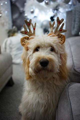 A goldendoodle wearing christmas reindeer ears
