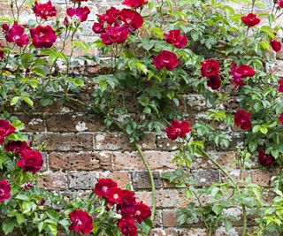 Red climbing rose, weathered brick wall