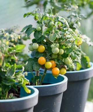Yellow and orange tomatoes growing on tomato plants in pots