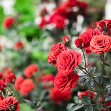 Roses on a rose bush
