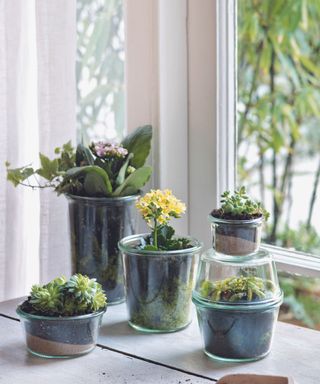 Houseplants stored within Utilitarian glass jars,