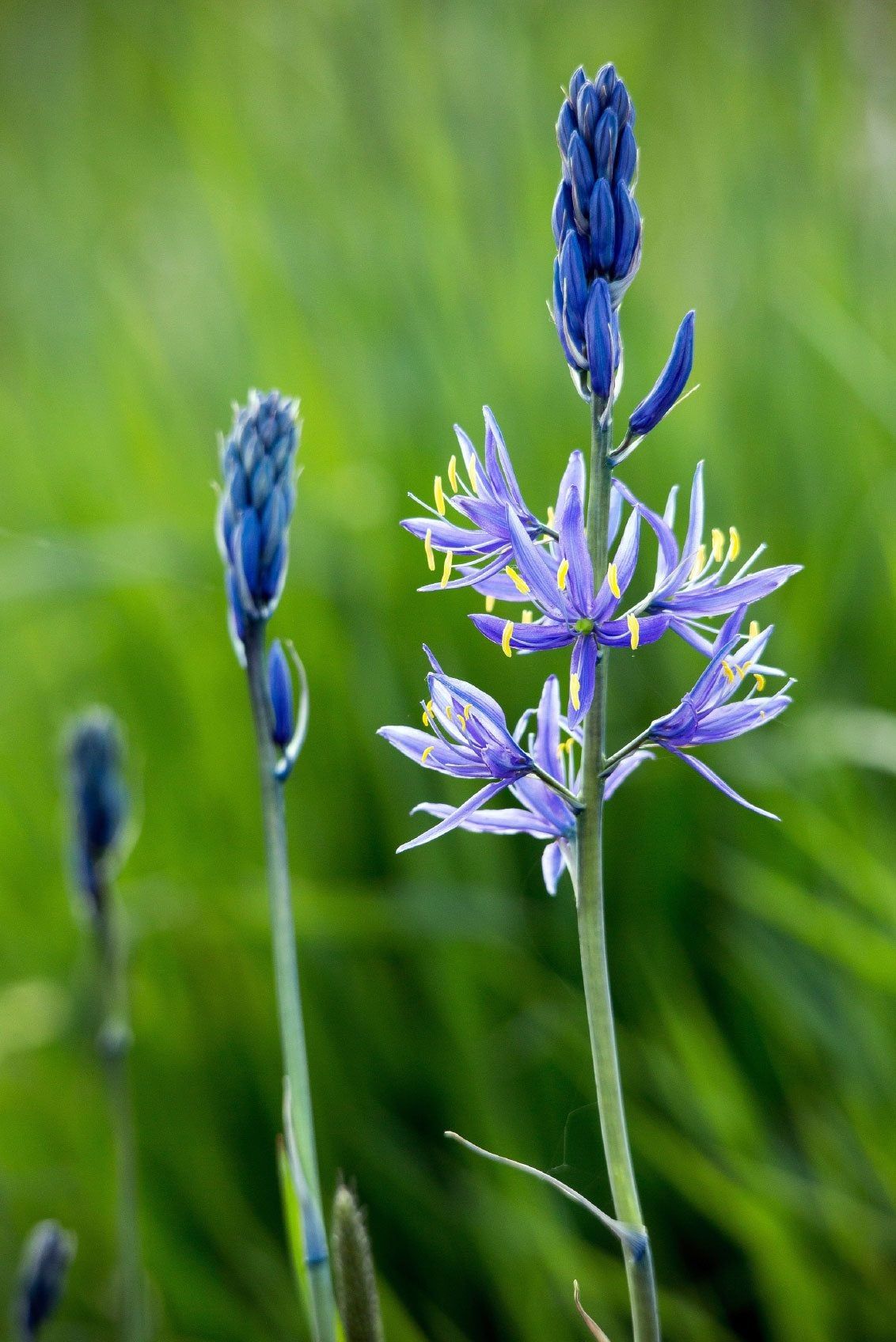 Blue Camassia Lily Bulb Plant