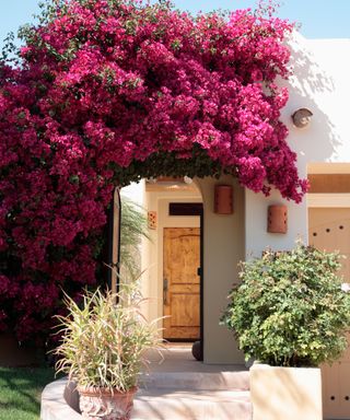 pink Bougainvillea on house wall