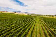 Romania_vineyard_Domeniile-Sahateni.jpg