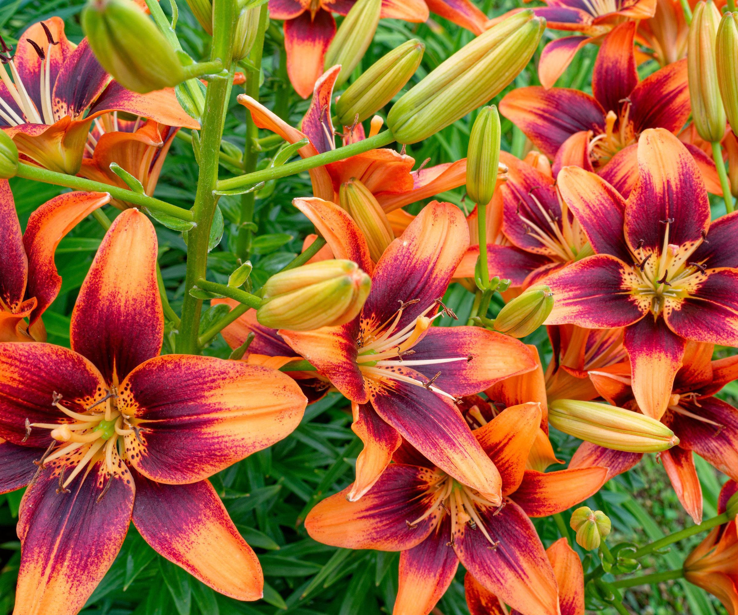 Asiatic lily plant with orange and chocolate brown flower heads