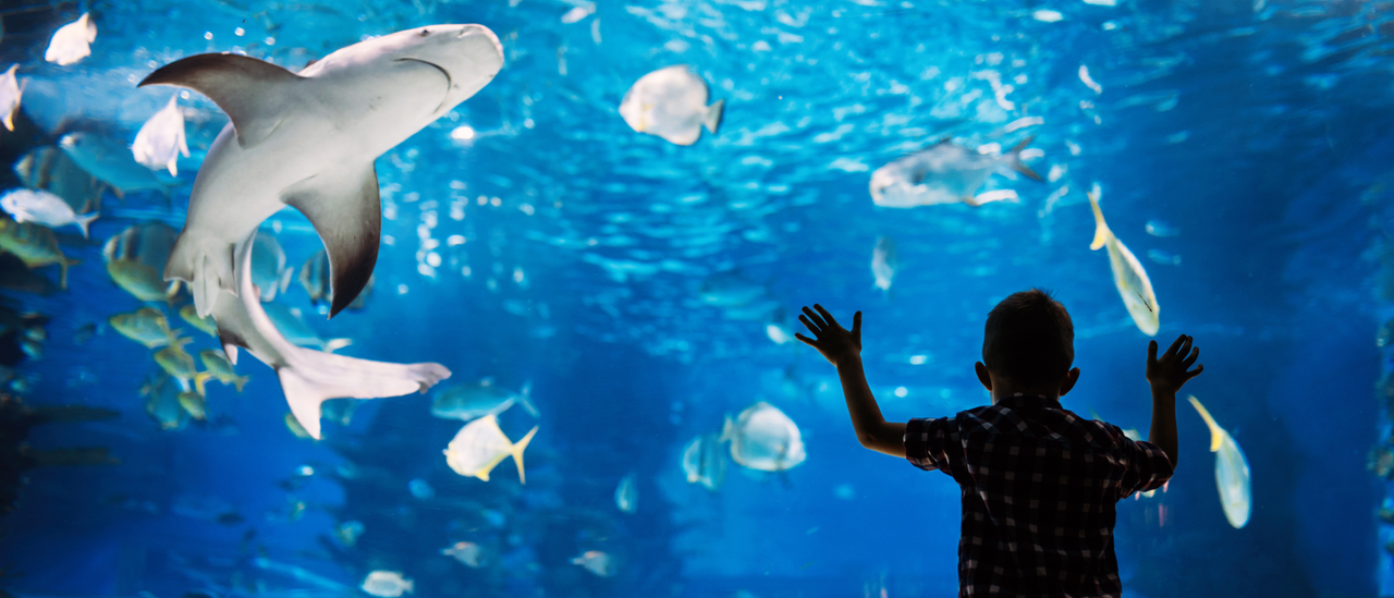 Image of a kid looking at a shark and fish in an aquarium 