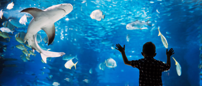Image of child looking at a shark and other fish in an aquarium