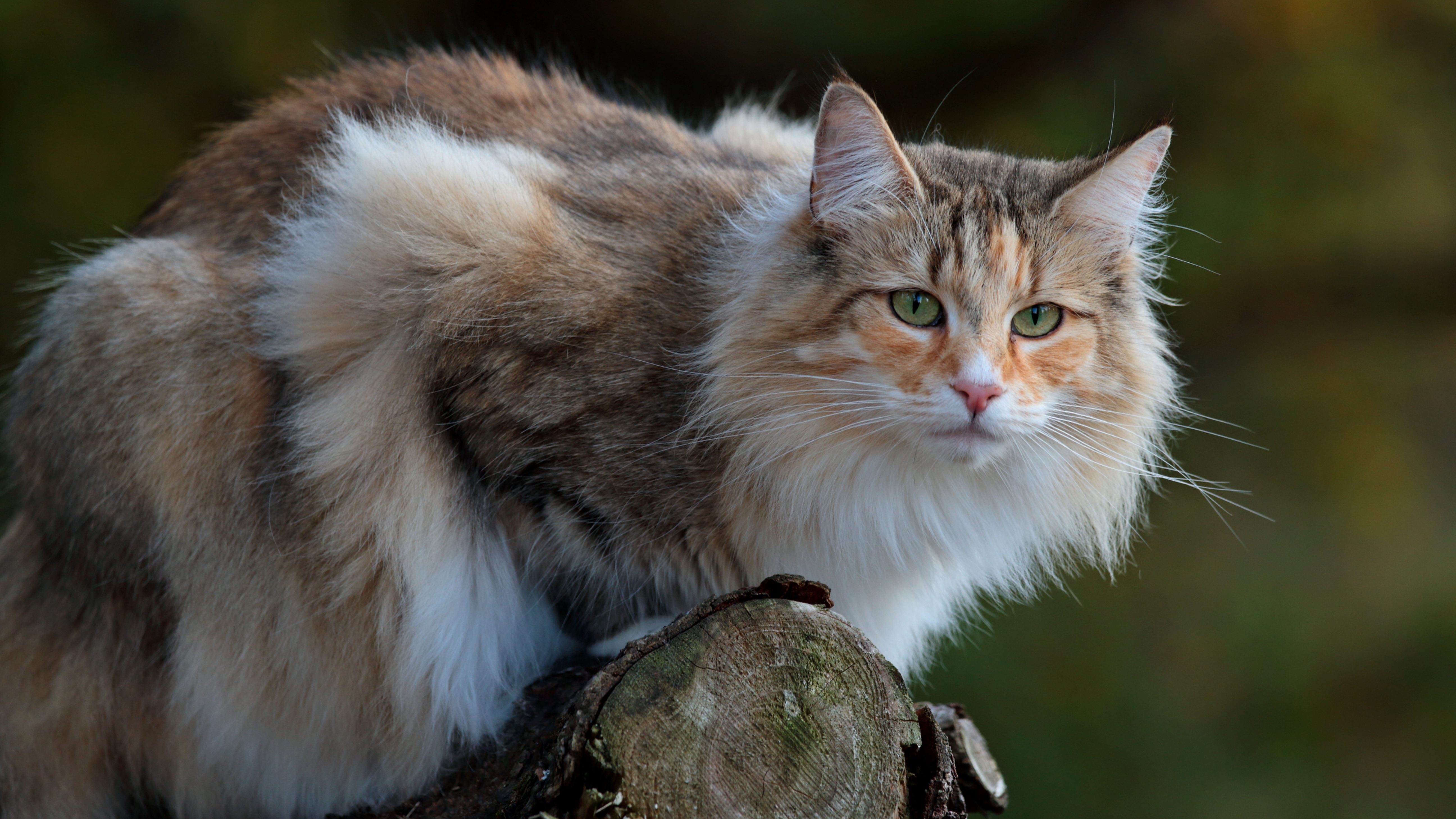 Norwegian Forest Cat