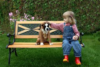 little girl sits on a bench with a boxer puppy