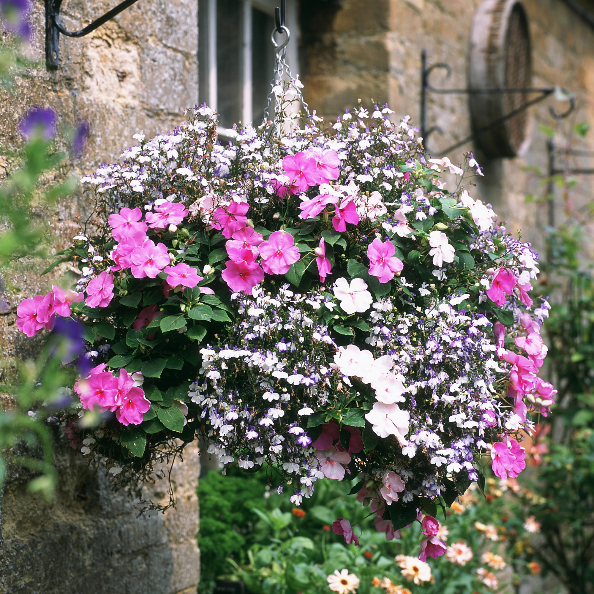 Busy lizzies in a hanging basket