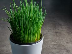 Indoor Potted Green Chives