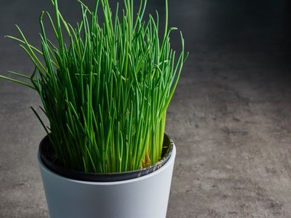 Indoor Potted Green Chives