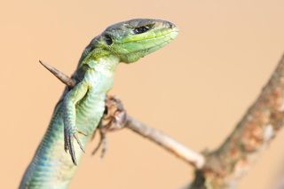 The prey of a Great grey shrike ( Lanius excubitor ): a green lizard (Lacerta bilineata) impaled upon a thorn