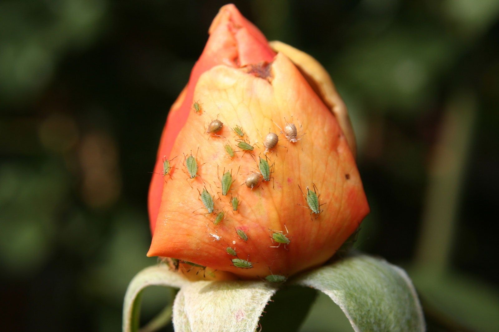 Aphids On Rose Bushes - How To Get Rid Of Aphids On Roses | Gardening ...