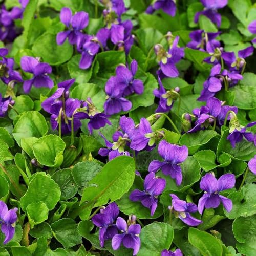 1000+violet Sweet Viola Philippicat Seeds for Planting Outdoor-Perennial Viola Odorata Fragrant Garden Home Plant Non-Gmo