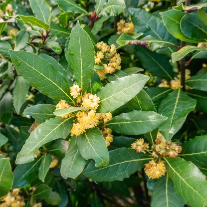 Sweet bay Laurus nobilis