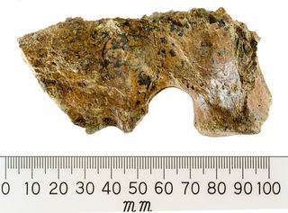 A side view of the ancient Malagasy dolphin vertebra.