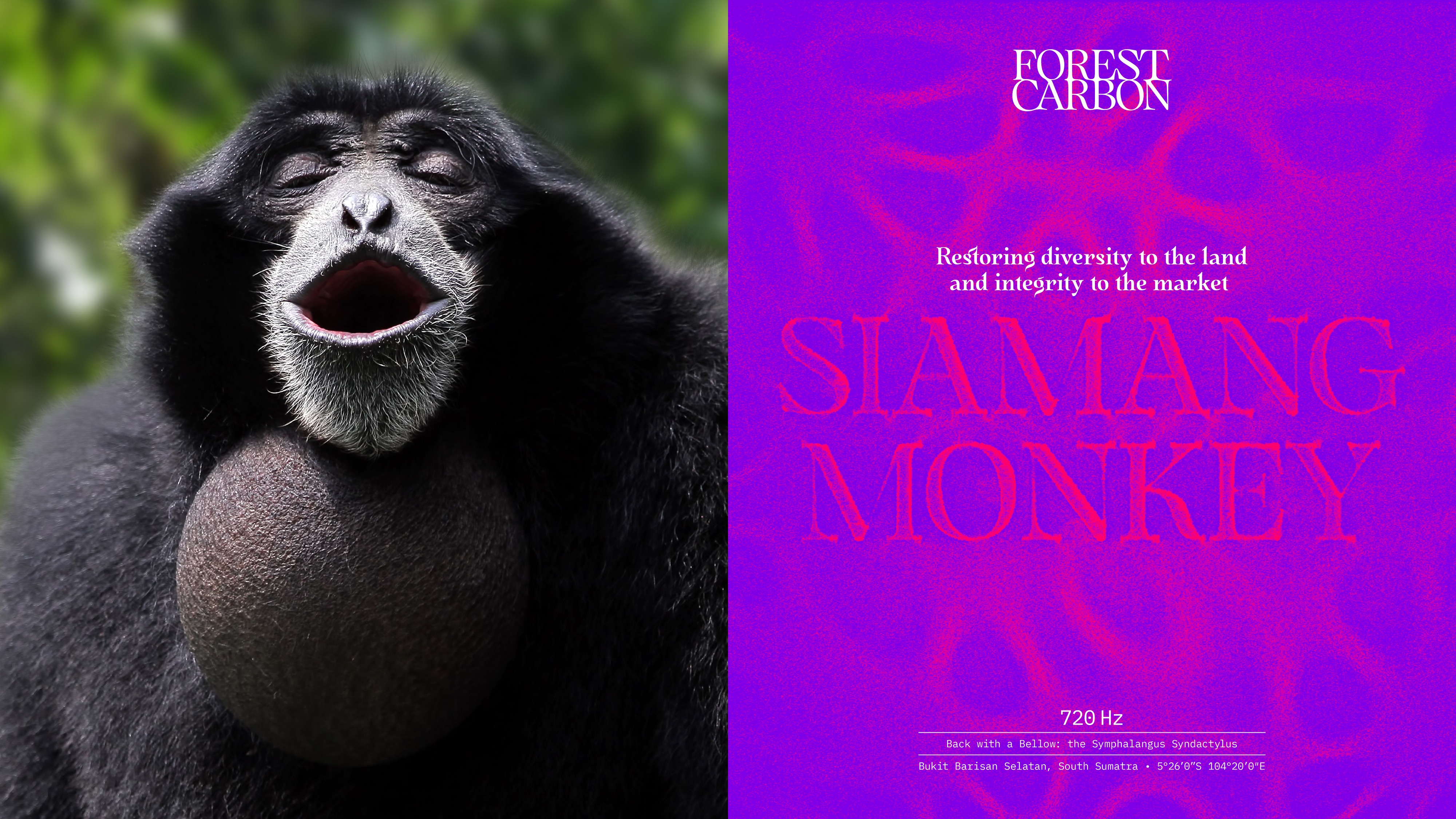 monkey next to Forest Carbon sign with text that says Simang Monkey
