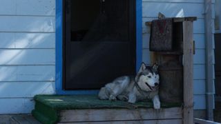 Alaskan malamute guarding door