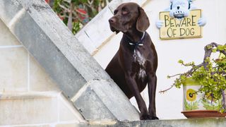 Brown dog guarding home