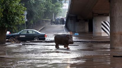 Loose animals after Tbilisi zoo flood