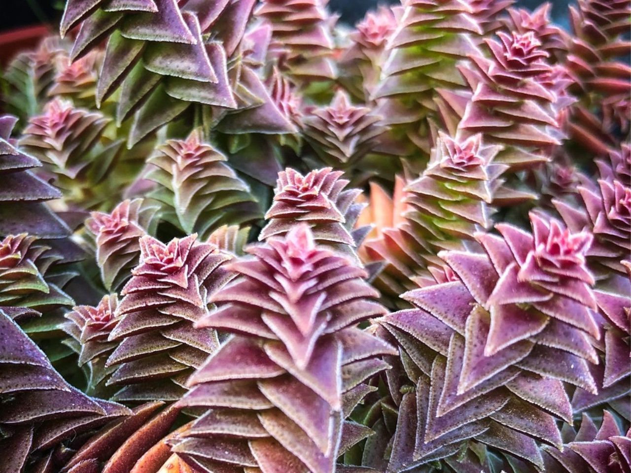 A large cluster of red pagoda succlents