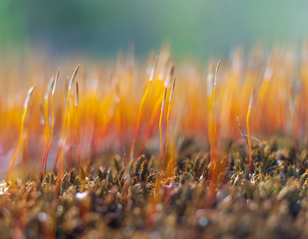 Moss blooming