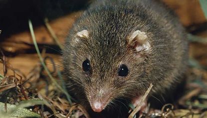 Antechinus added to endangered list over marathon sex sessions