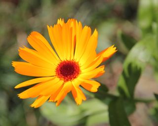 Pot Marigold Calendula officinalis in bloom