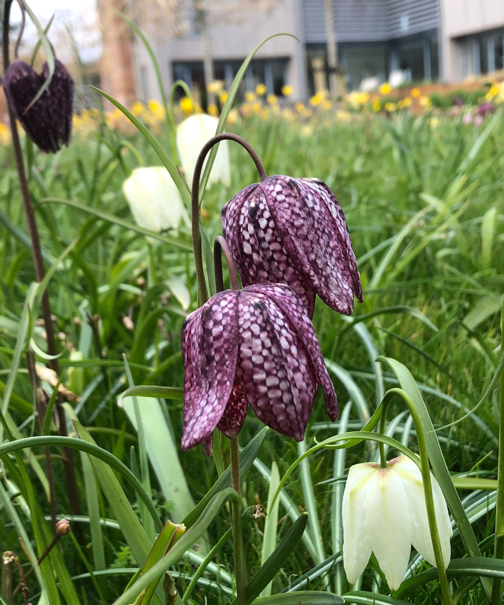 naturalistic garden design with naturalized spring bulbs