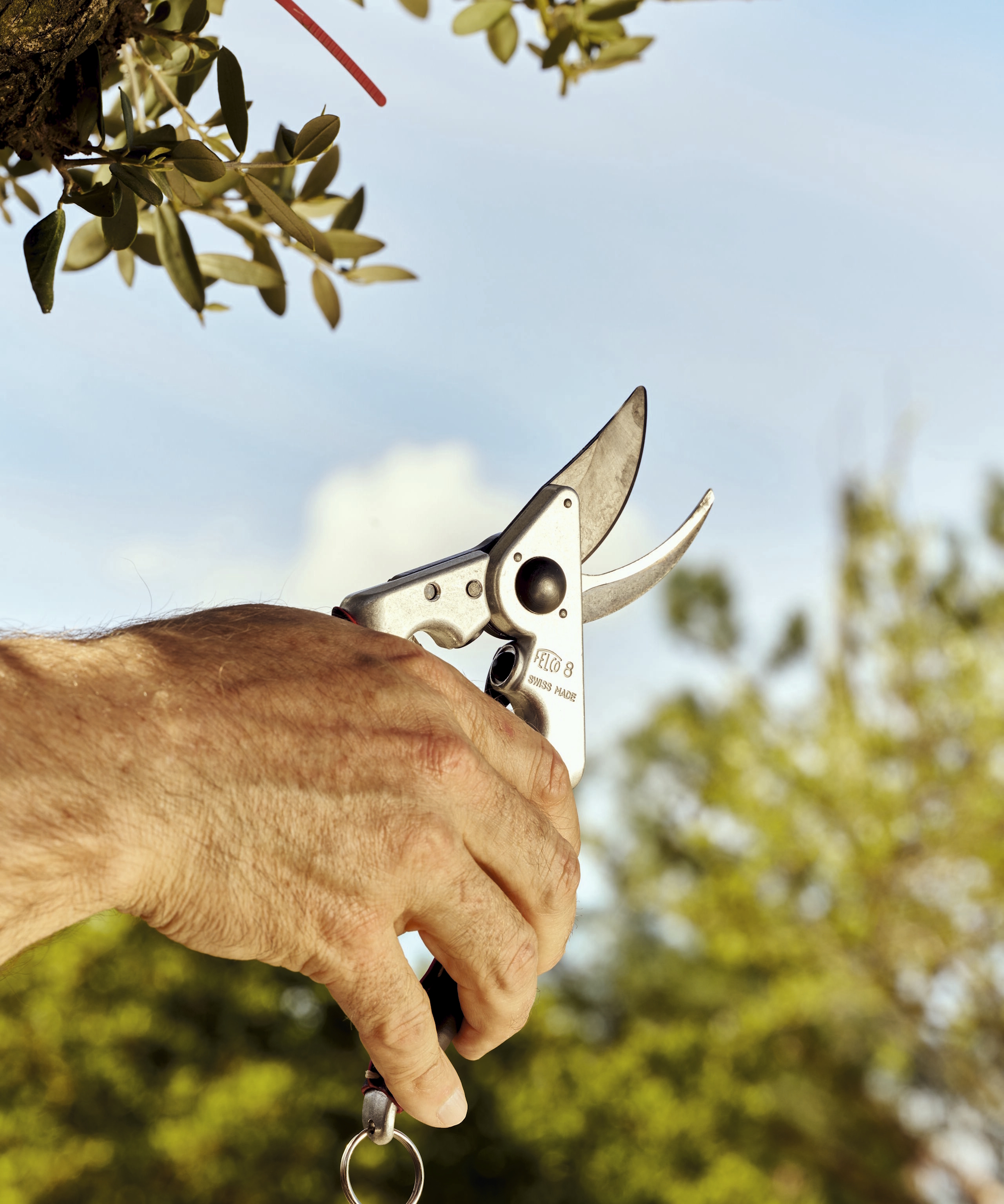 A gardener holds a pair of Felco 8 Elite pruning shears against a blue sky
