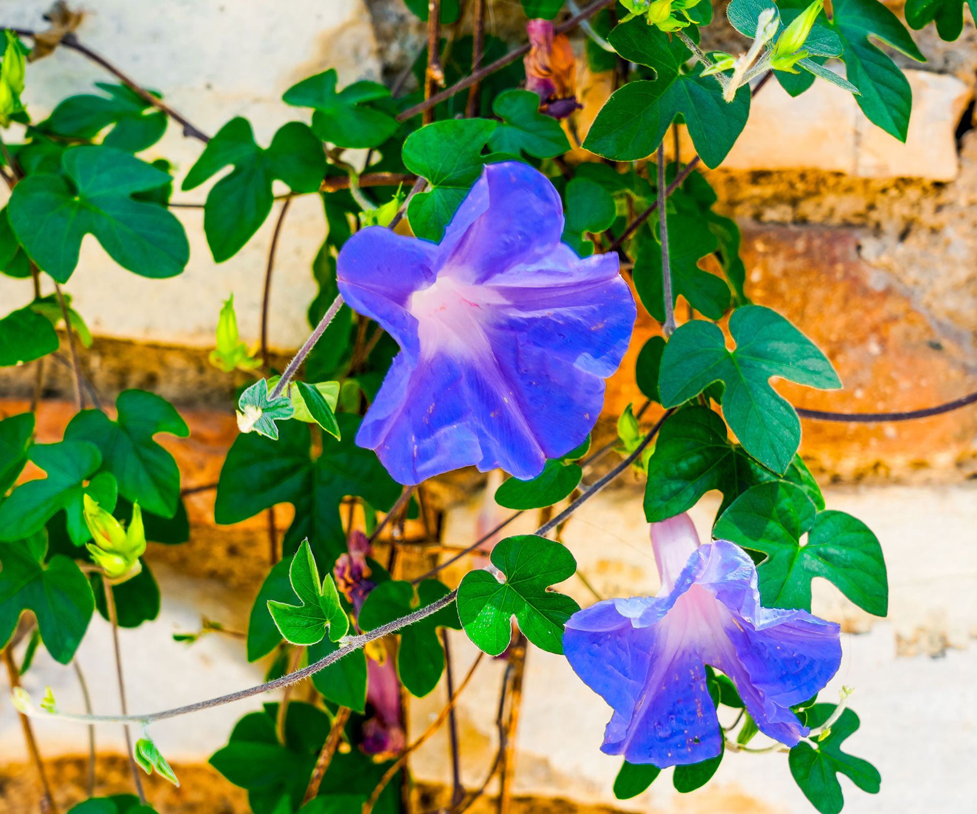 Expert Guide To Growing Morning Glories With Real Staying Power ...
