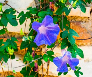 morning glories blooming against backyard wall