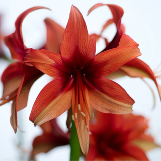 Amaryllis - Bogota (1 pack) Bulb, Red Flowers - Professional Growers from Easy to Grow