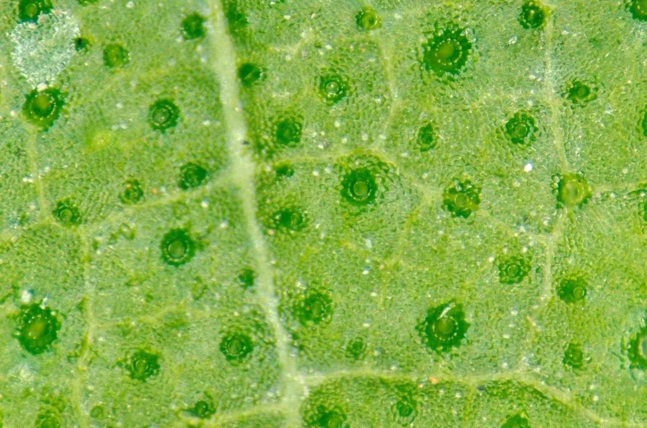 Stoma Plant Pores