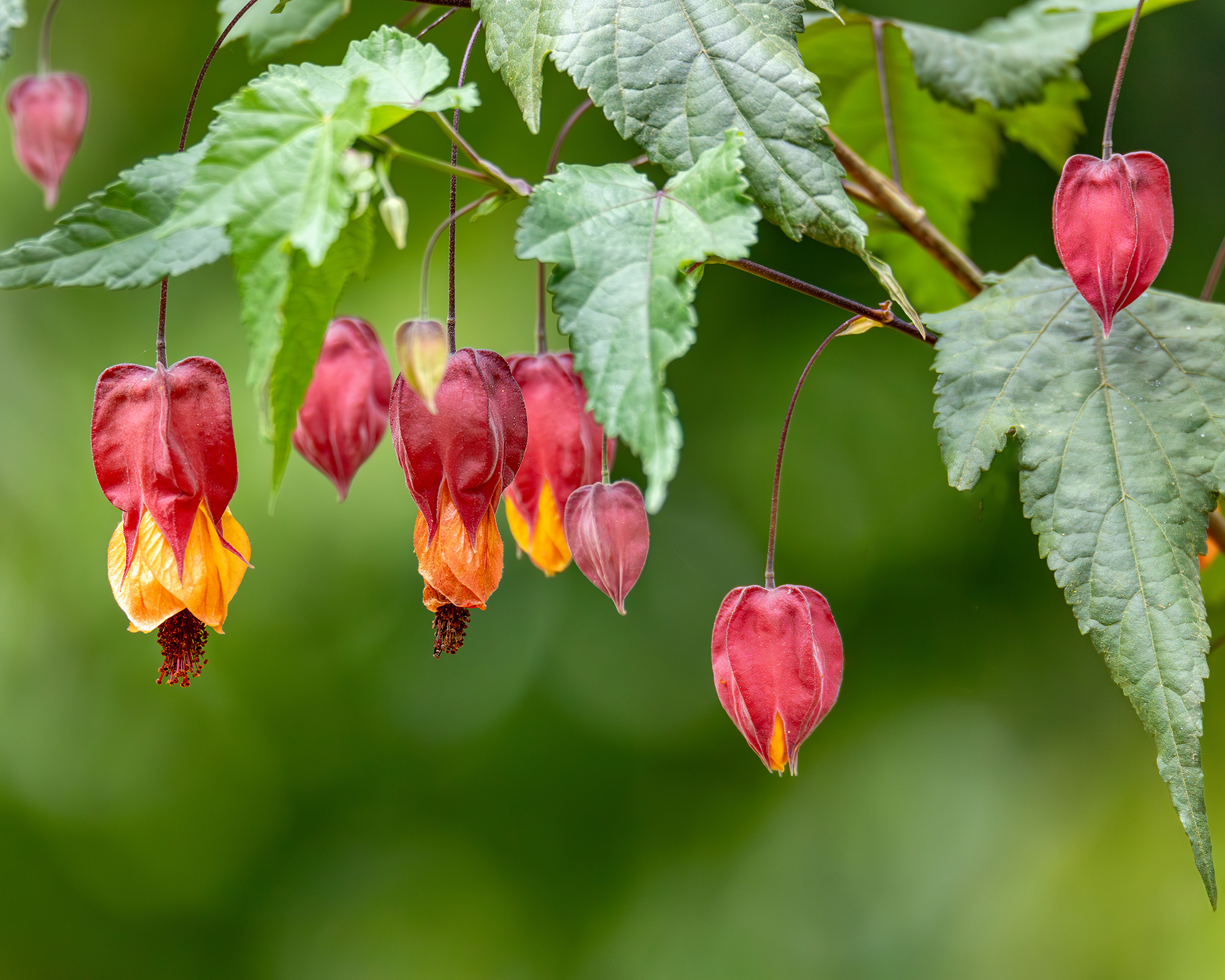 Abutilon or flowering maple