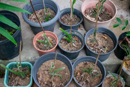 pitaya propagation