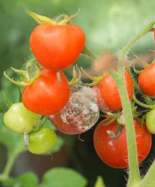 tomatoes with grey mould