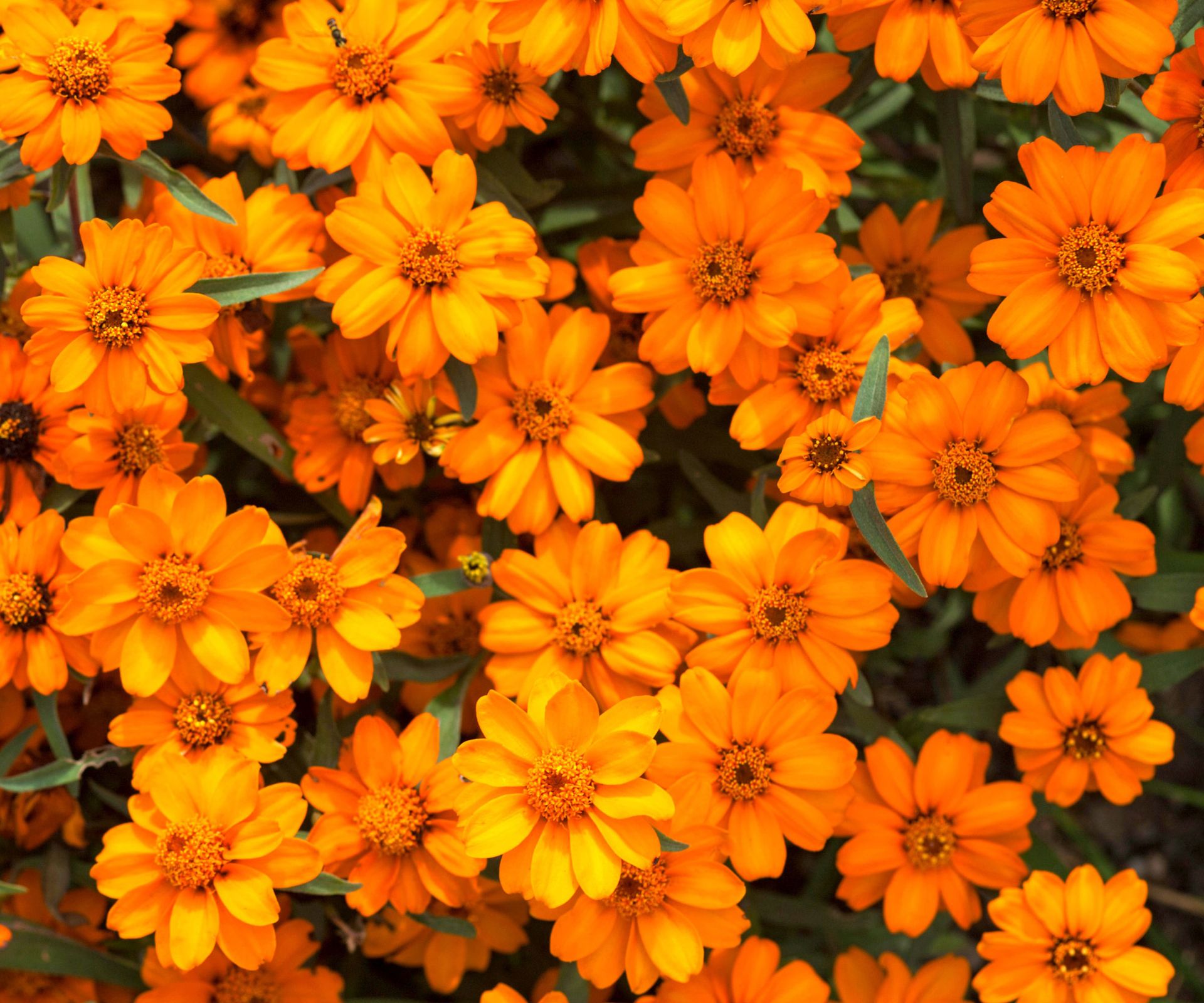 orange zinnias in large flowering planting display