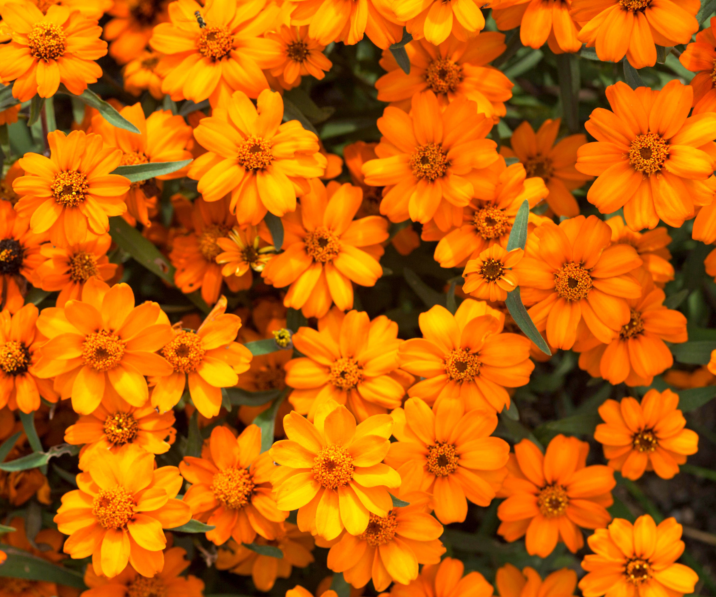 orange zinnias in large flowering planting display