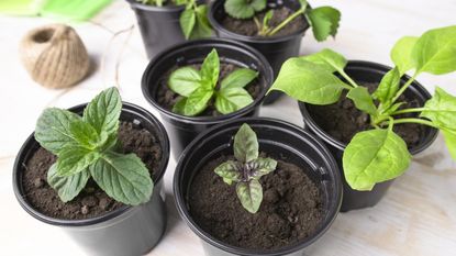 Seedlings growing in pots