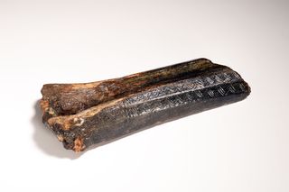 The bison bone carved with Mesolithic zigzag patterns was found by fishermen in Dutch waters of the North Sea.