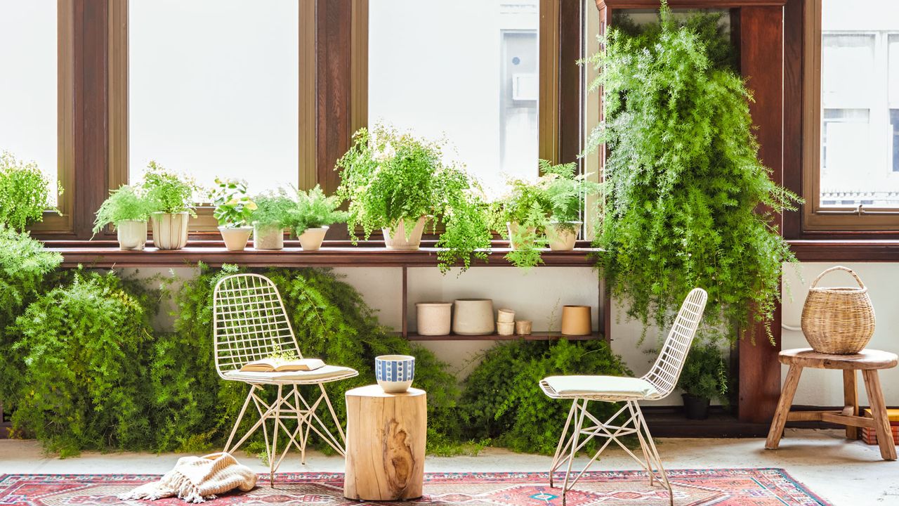 asparagus ferns on windowsills and shelves