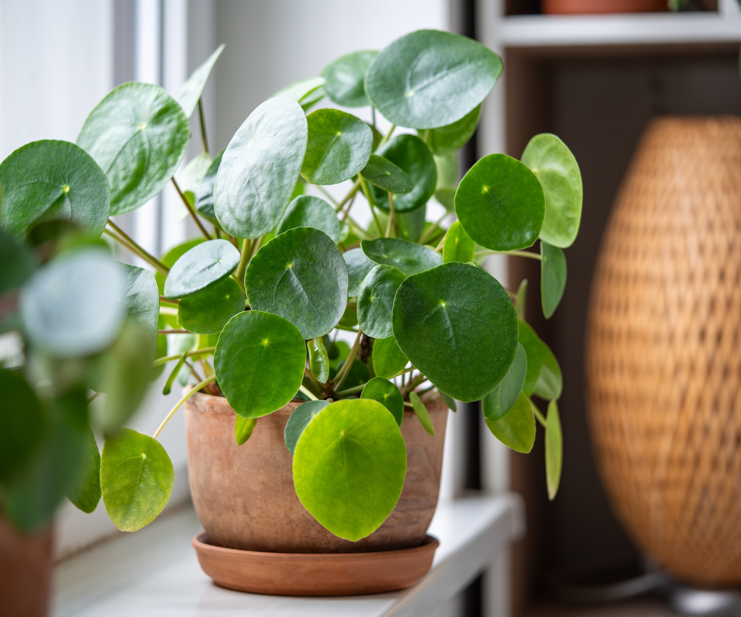 Pilea Peperomioides, Chinese Money Plant
