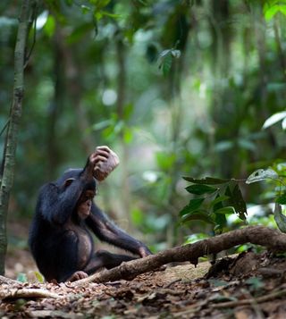 Young chimp bashes nut with rock.