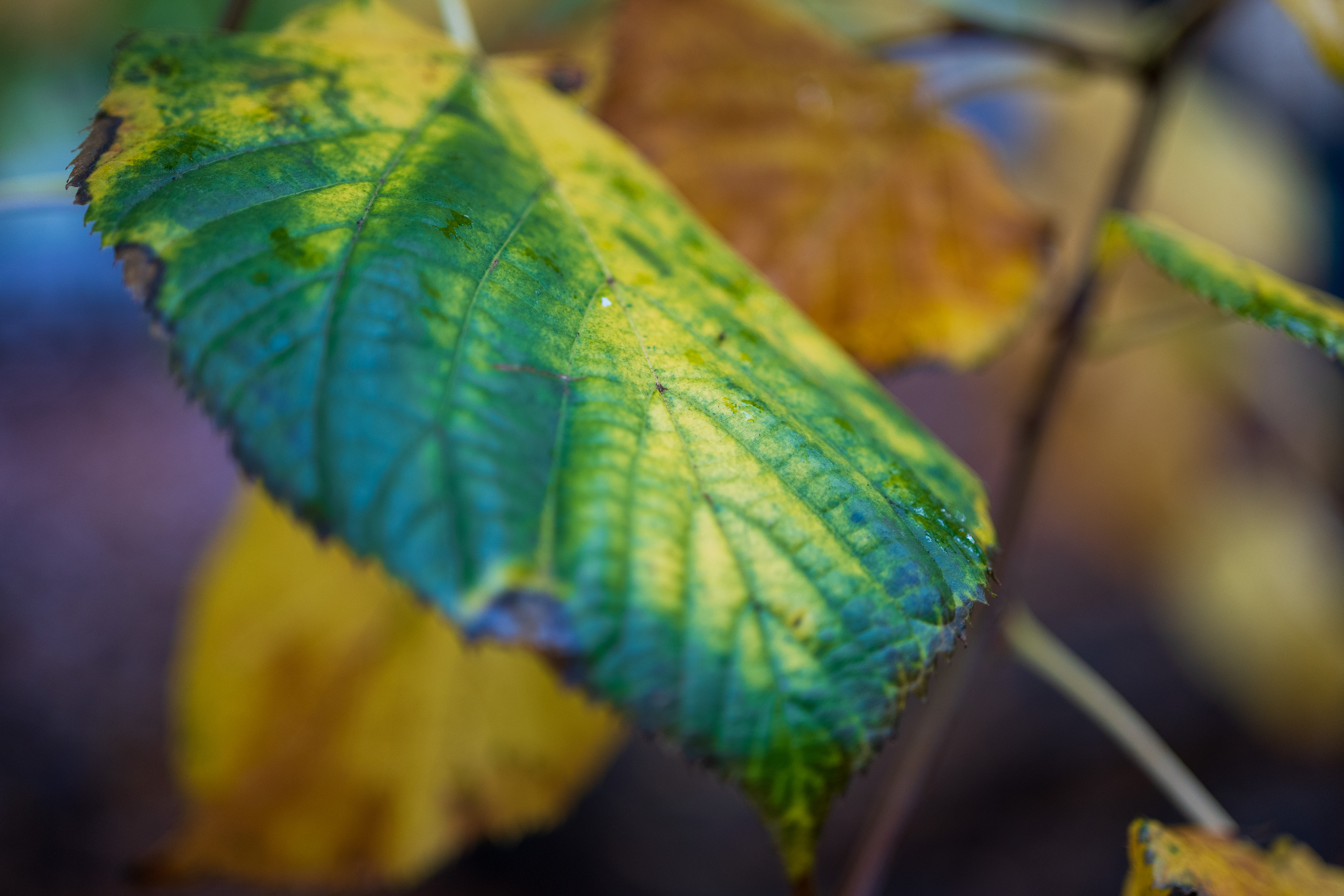 Nikon Z DX MC 35mm f/1.7 example shot