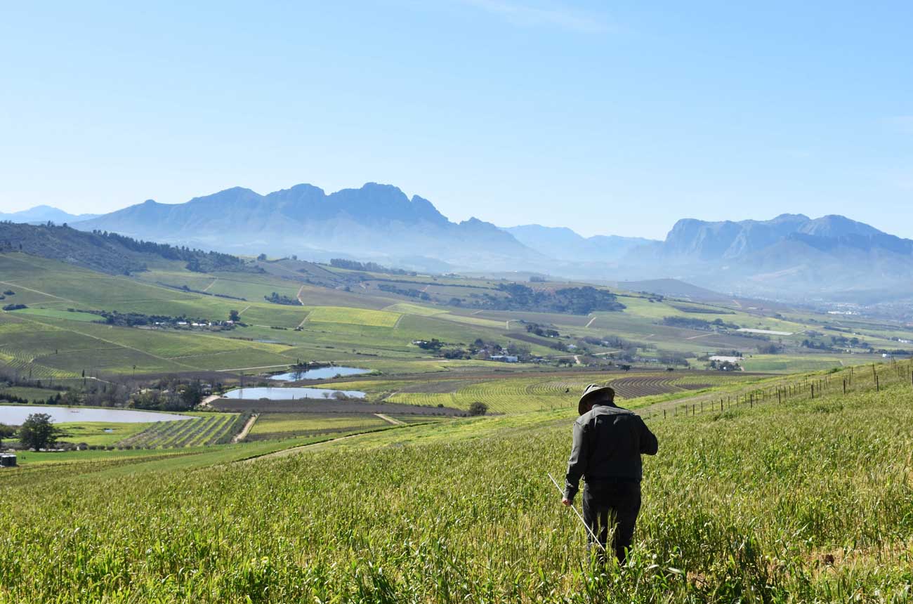 Planting Assyrtiko in the Stellenbosch vineyards of Jordan Wines