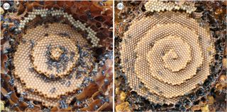The Australian bees of genus Tetragonula produce strange, spiral nests. Scientists think they know why.