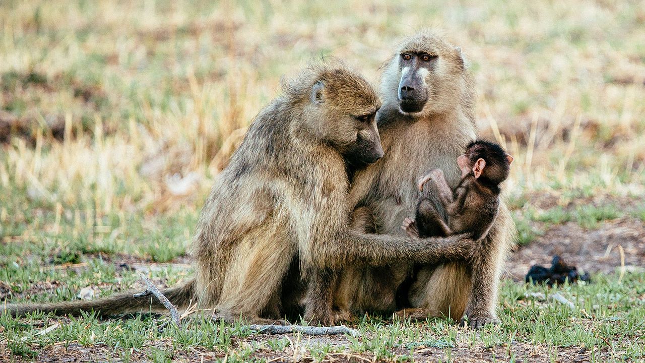 Okavango Delta baboons