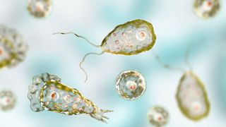 'Brain-eating' amoebas are a new concern in northern US states, health ...